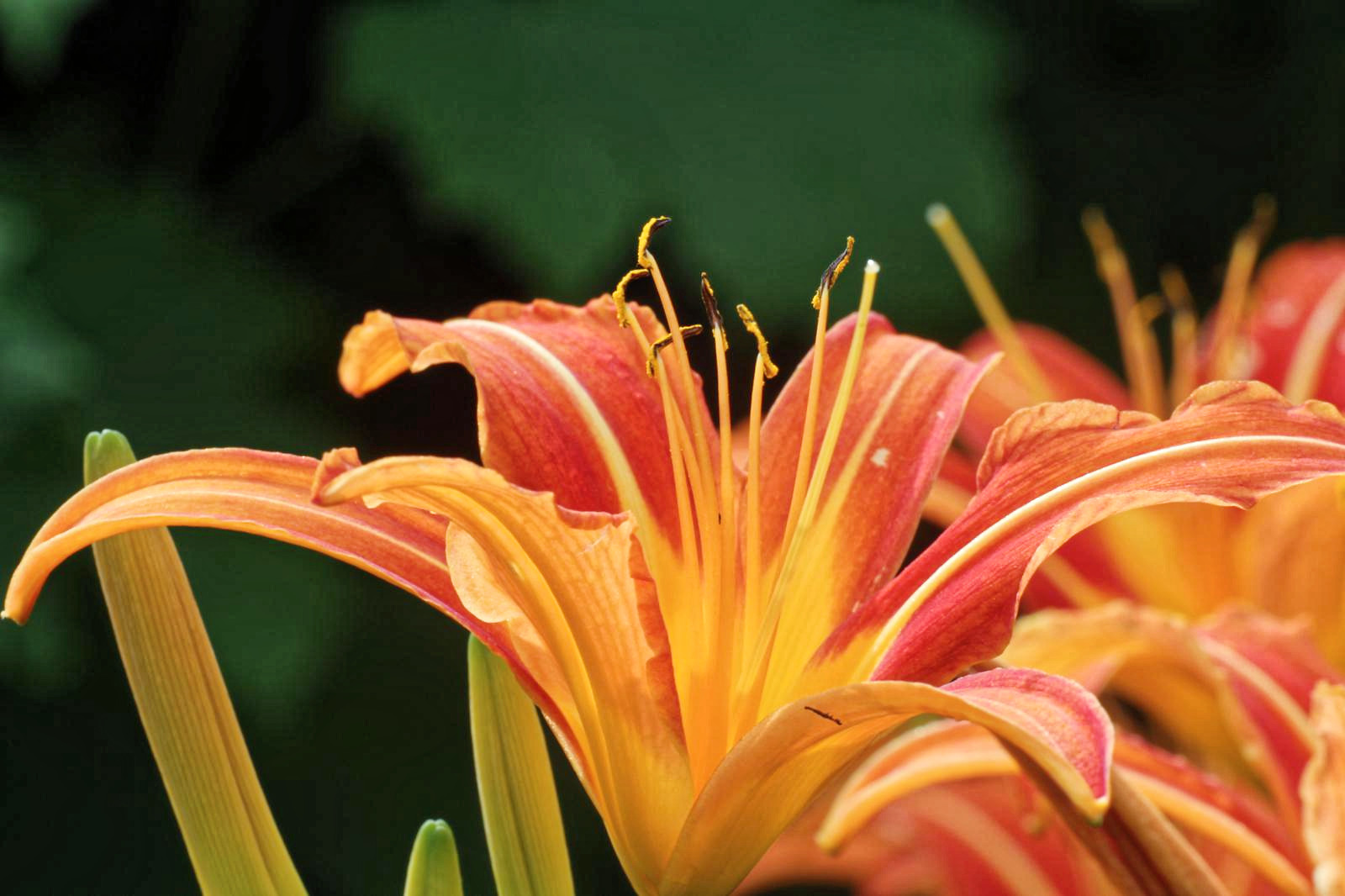 ALCO-EDV Alfred Gerleigner