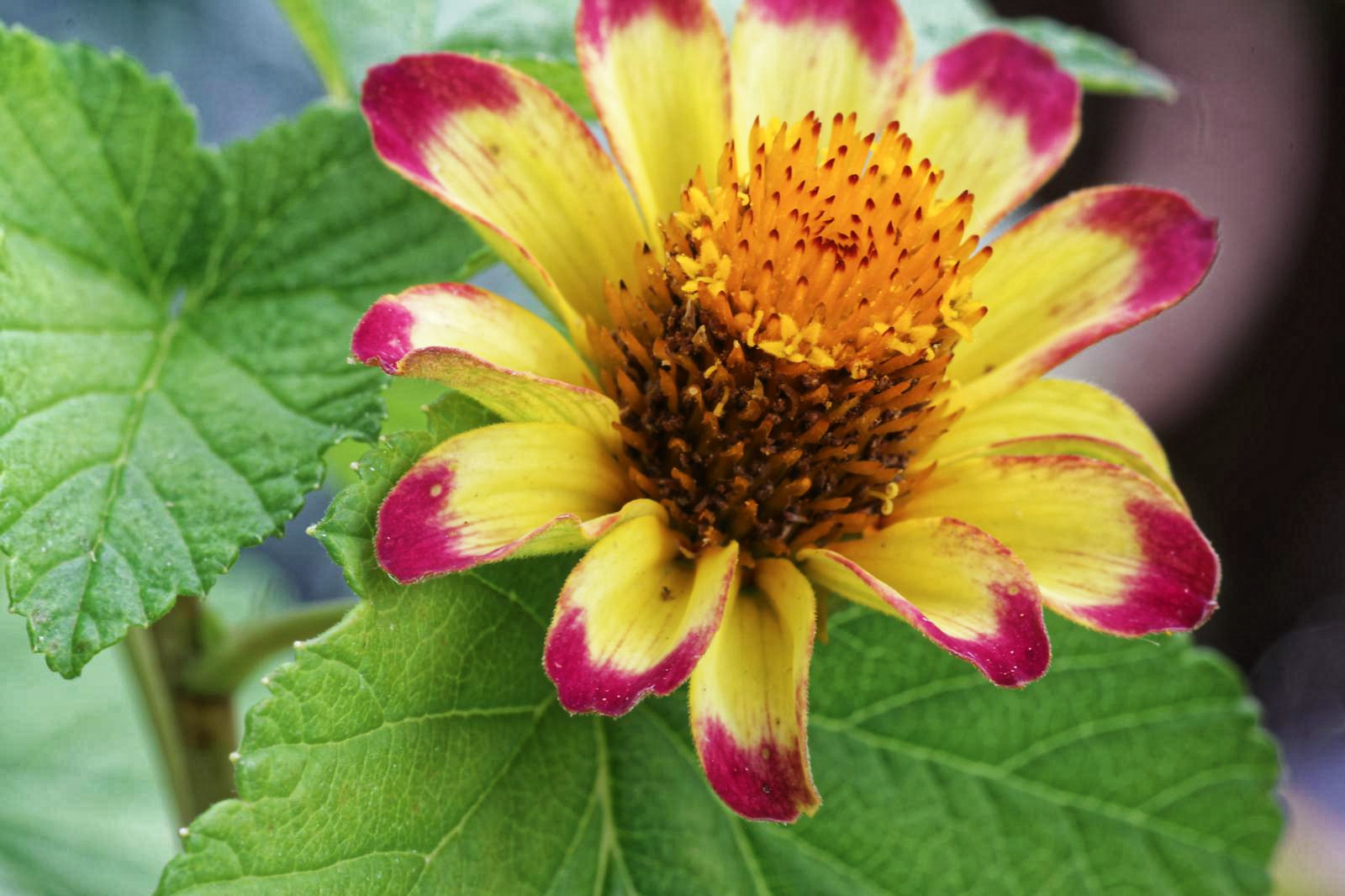 ALCO-EDV Alfred Gerleigner