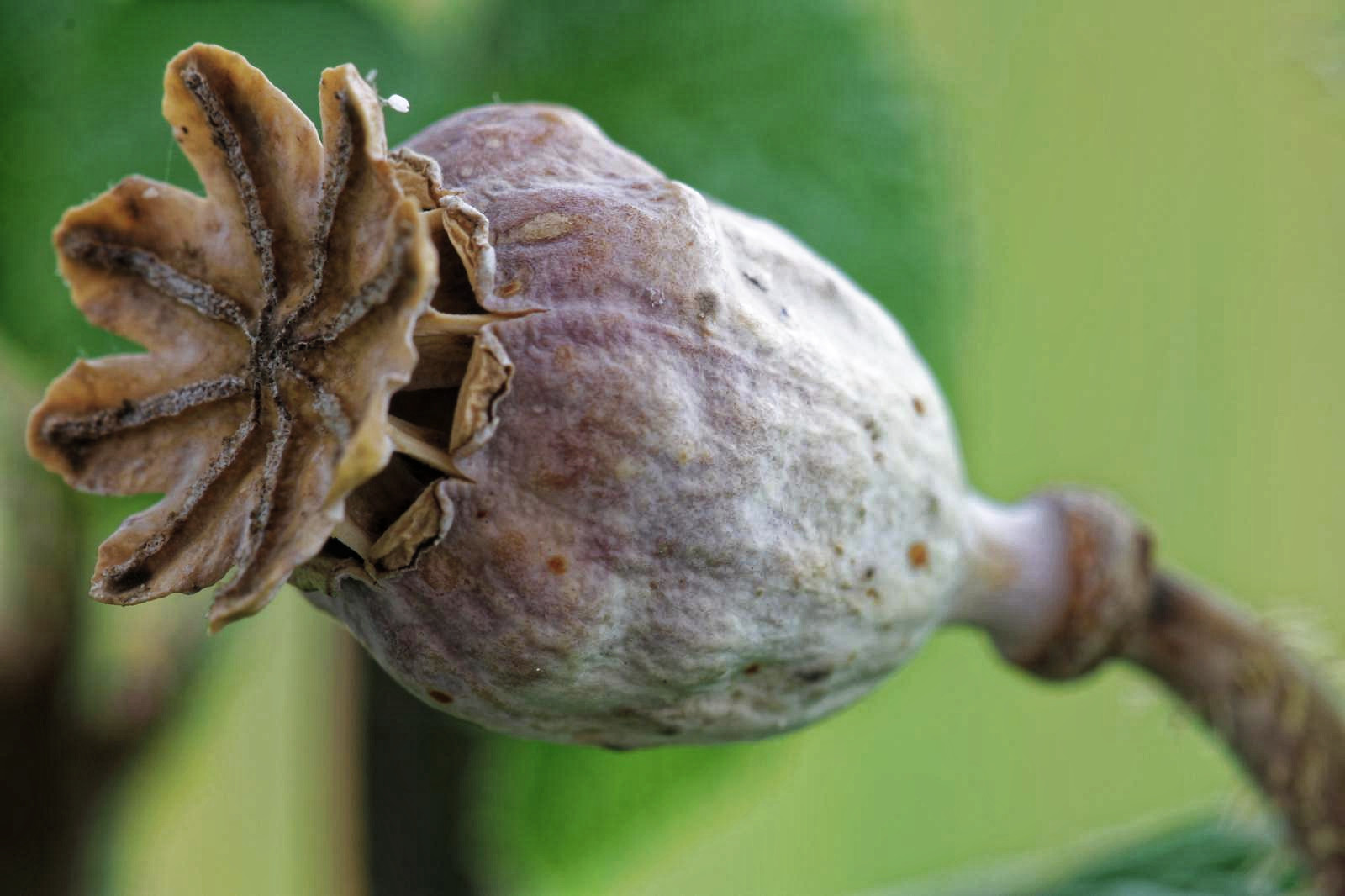 ALCO-EDV Alfred Gerleigner