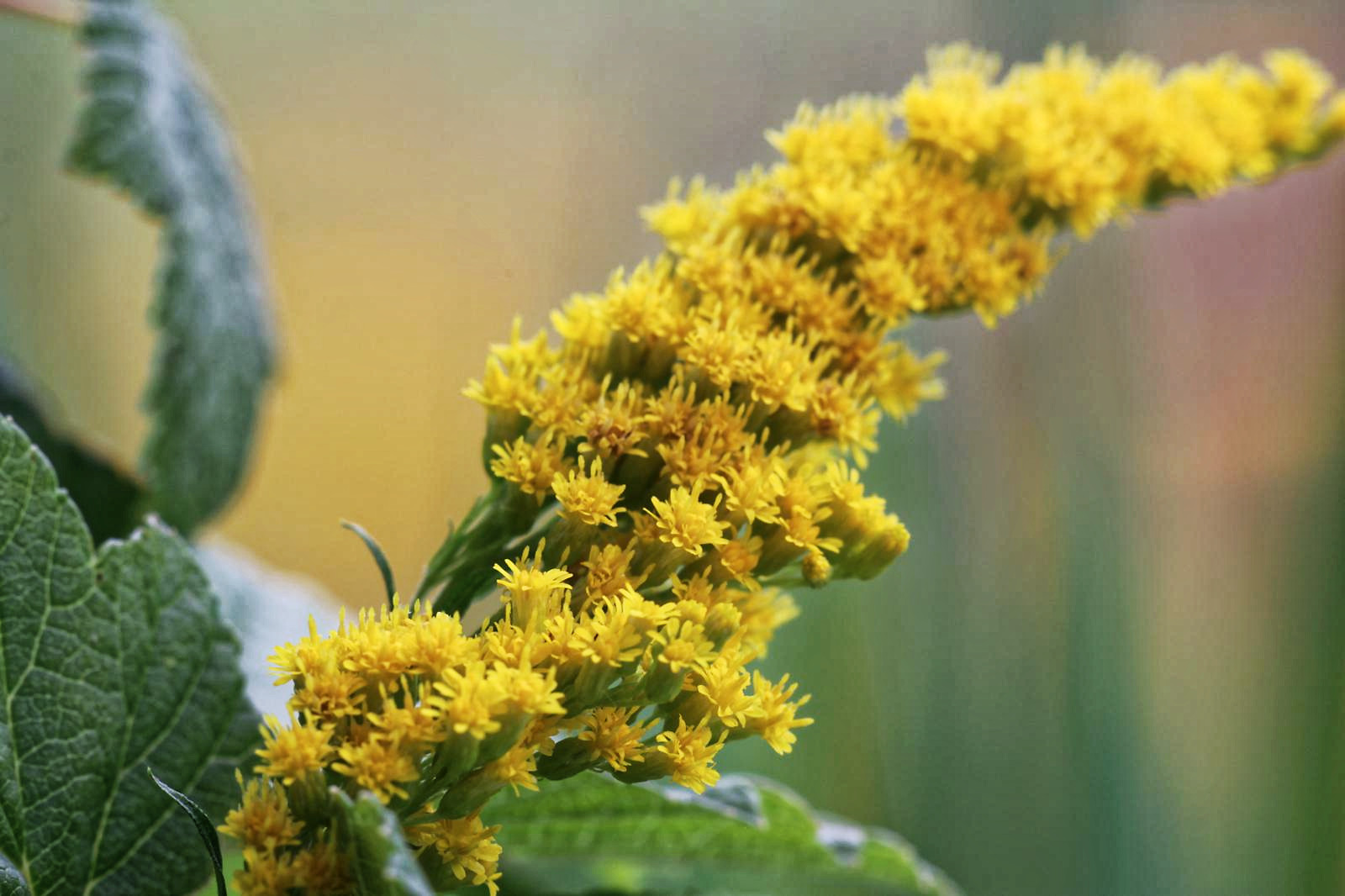 ALCO-EDV Alfred Gerleigner