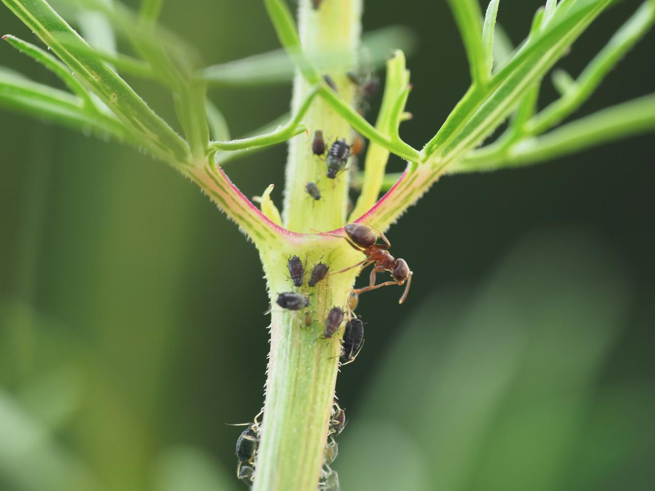 ALCO-EDV Alfred Gerleigner