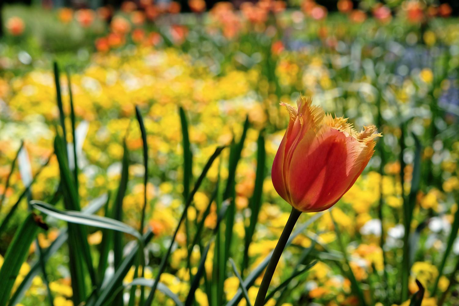 <i>ALCO-EDV</i><i>Alfred Gerleigner</i>