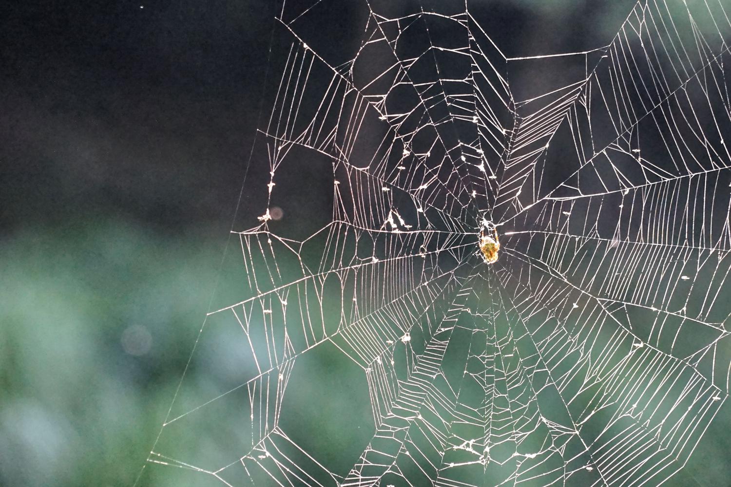 <i>ALCO-EDV</i><i>Alfred Gerleigner</i>